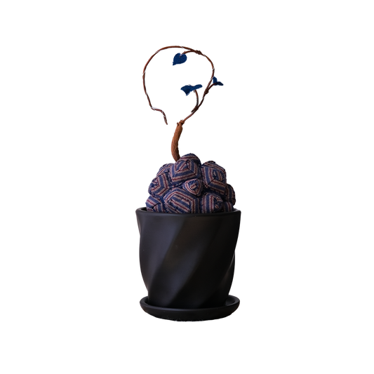 Dioscorea Elephantipes