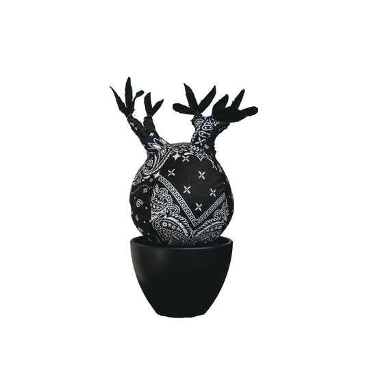 PACHYPODIUM GRACILLIUS | KERCHIEF BANDANA BLACK (M)