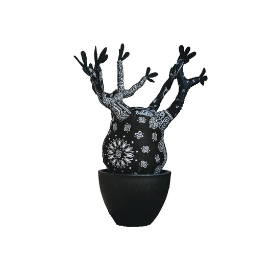 PACHYPODIUM GRACILLIUS | KERCHIEF BANDANA BLACK (L)